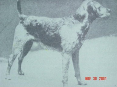 "Airedale Jerry," the forefather of the modern Airedale Terrier.